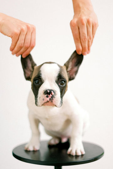 Why Is My Dog Shaking? Causes, Concerns, and What to Do