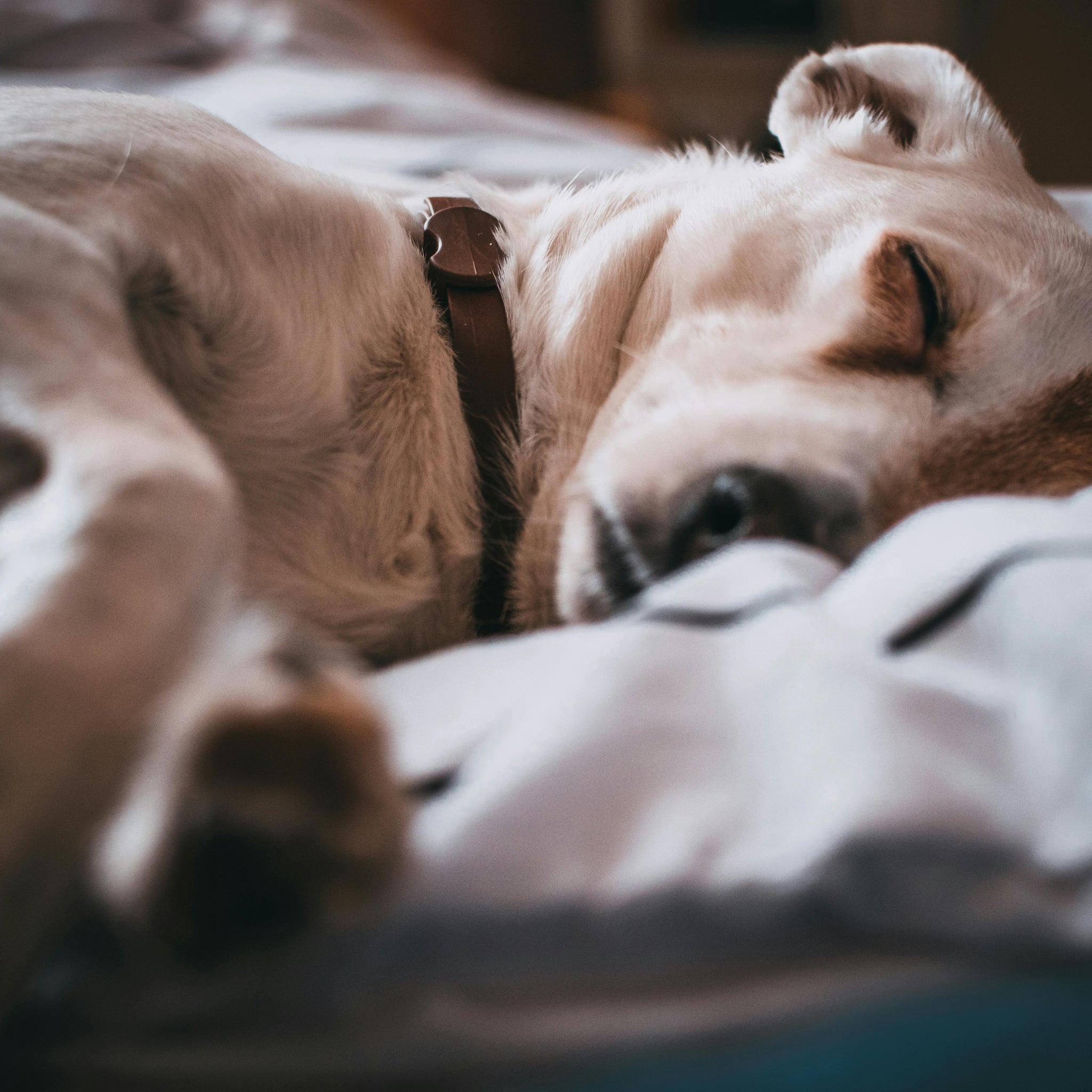 Why Does the Dog Die?