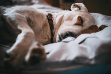 Why Does the Dog Die?