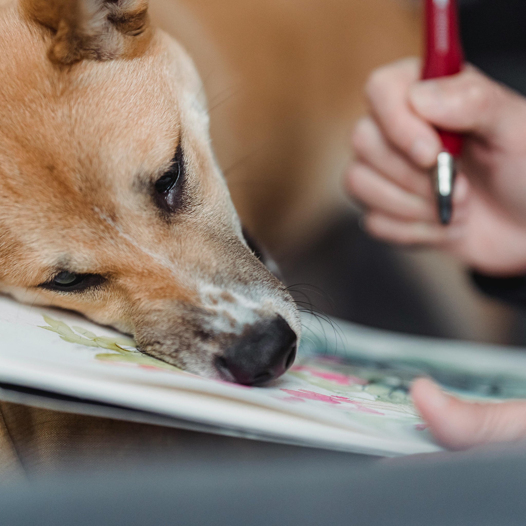 How to Draw a Dog: Best Guide for Beginners 2025