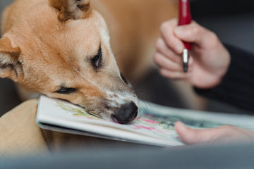 How to Draw a Dog: Best Guide for Beginners 2025