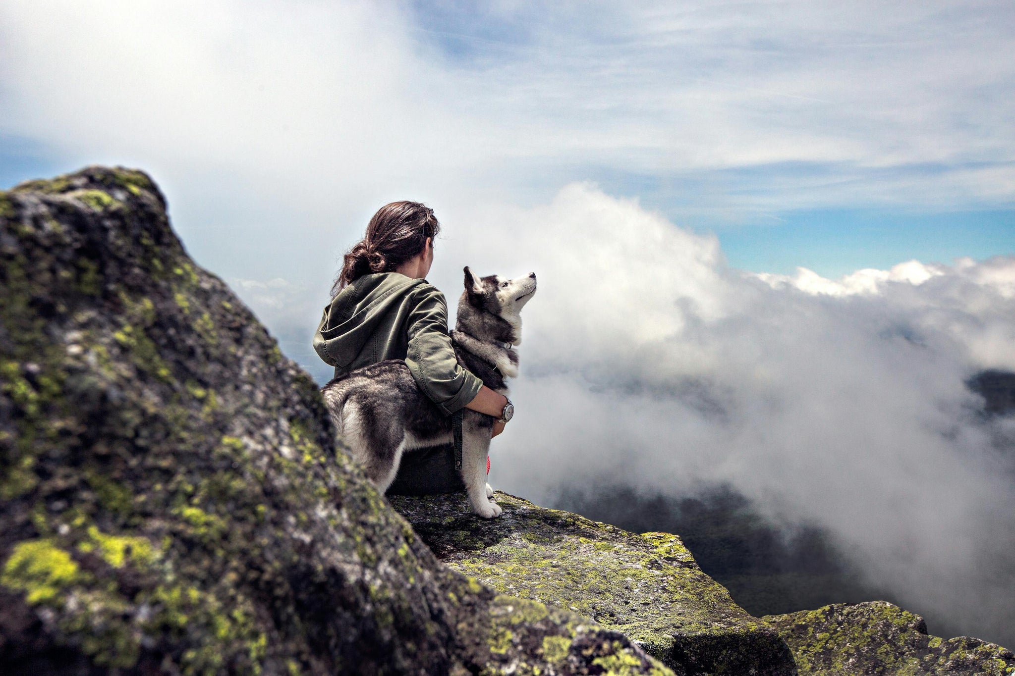 Can I Pet That Dog? Best Guide to Dog Etiquette and Safety 2025