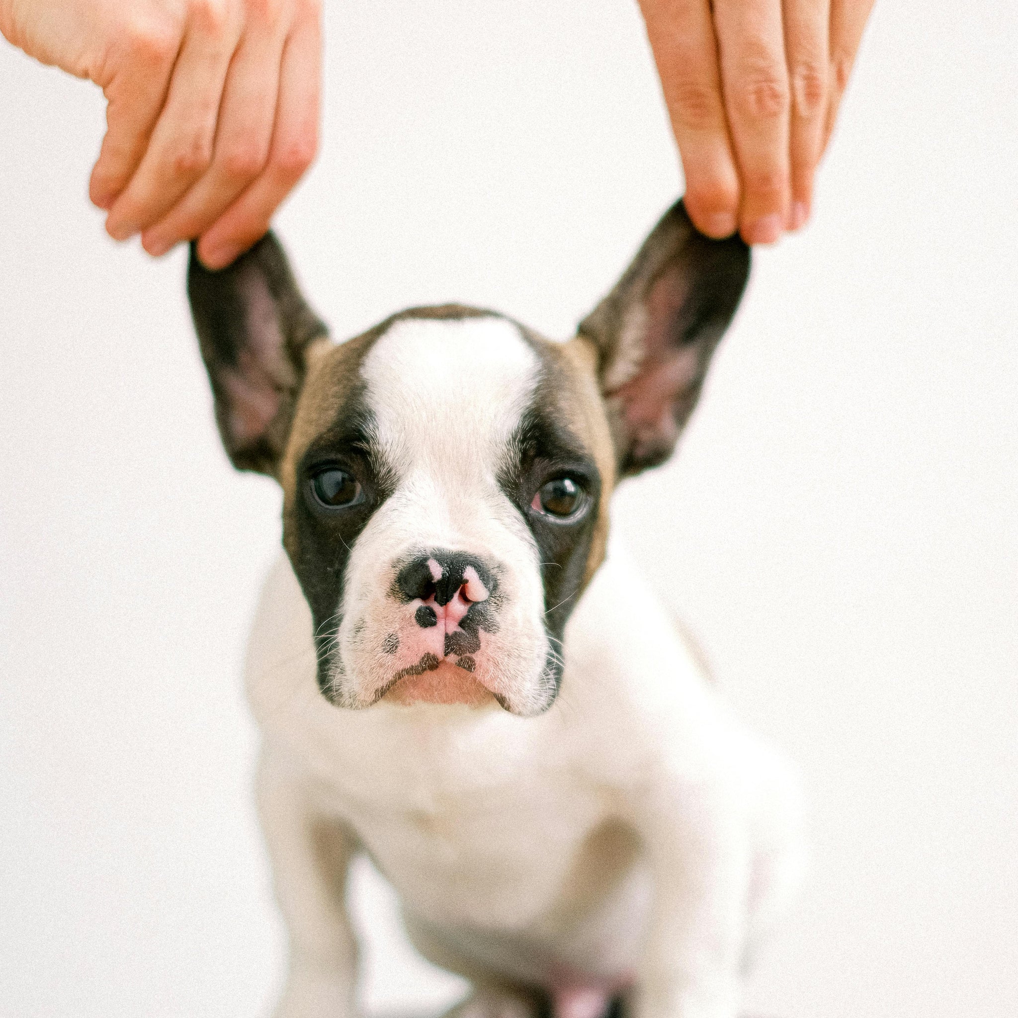 Why Is My Dog Shaking? Causes, Concerns, and What to Do
